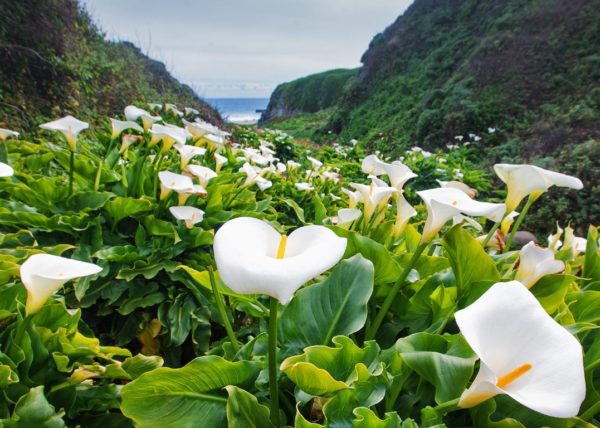 Garrapata State Park, Film Location