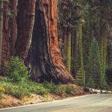 Giant Sequioa Rd.