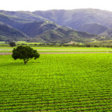 Vineyards