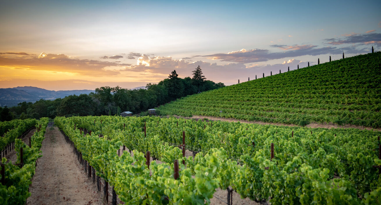 California-Vineyards_Mr-Location-Scout_2