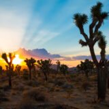 Joshua Tree Sunset