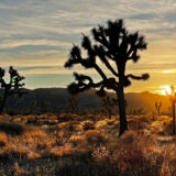 Joshua-Tree