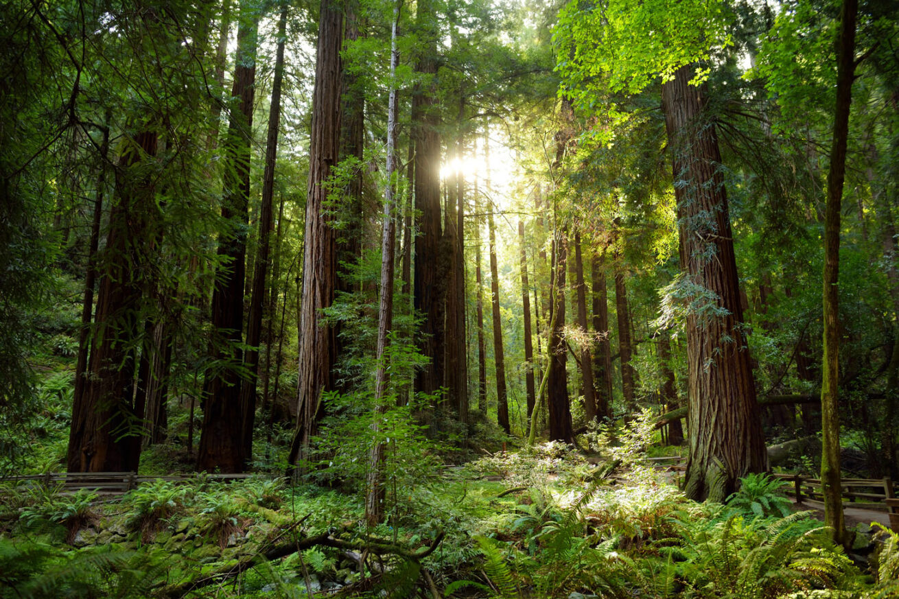 Redwoods_Mr-Location-Scout_1