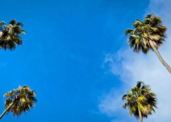 Hollywood-Palms_Mr.-Location-Scout