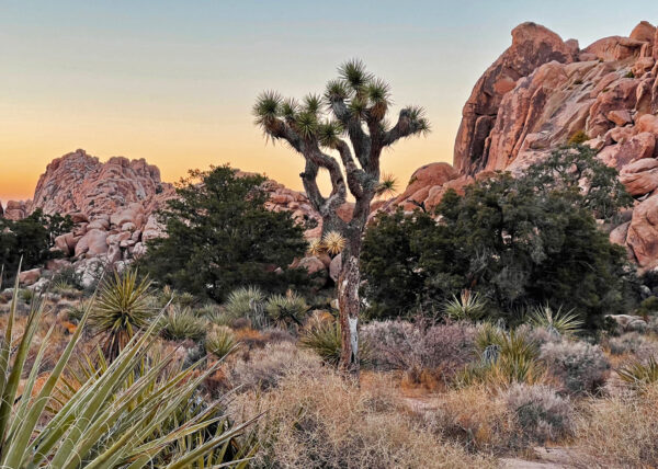 Joshua-Tree_MrLocationScout_Video