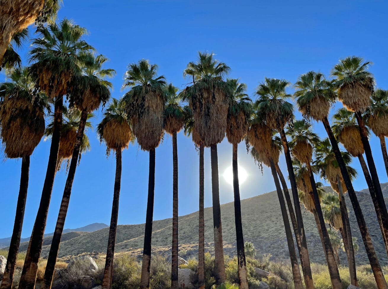 Palm-Springs-Oasis_Mr.-Location-Scout_3