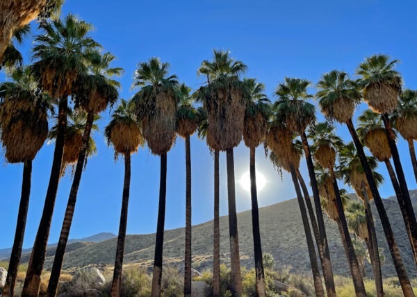 Palm-Springs-Oasis_Mr.-Location-Scout_3