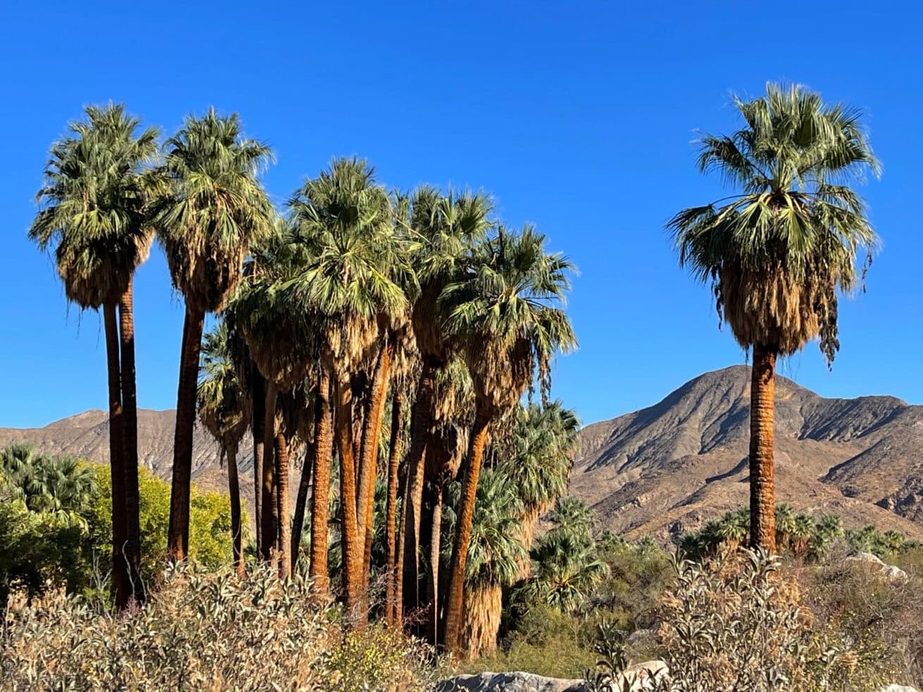 Palm-Springs-Oasis_Mr.-Location-Scout_5