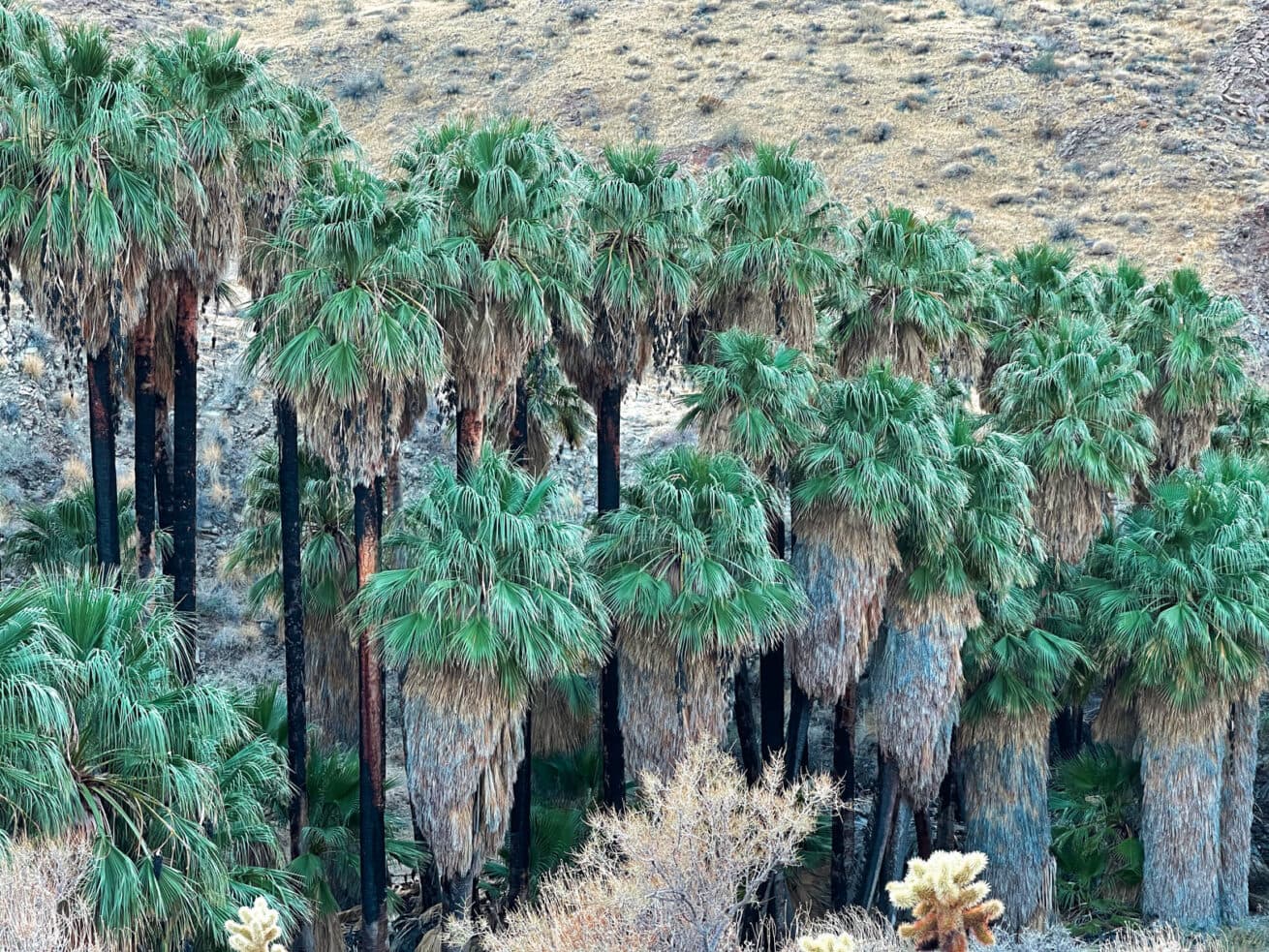 Palm-Springs-Oasis_Mr.-Location-Scout_6