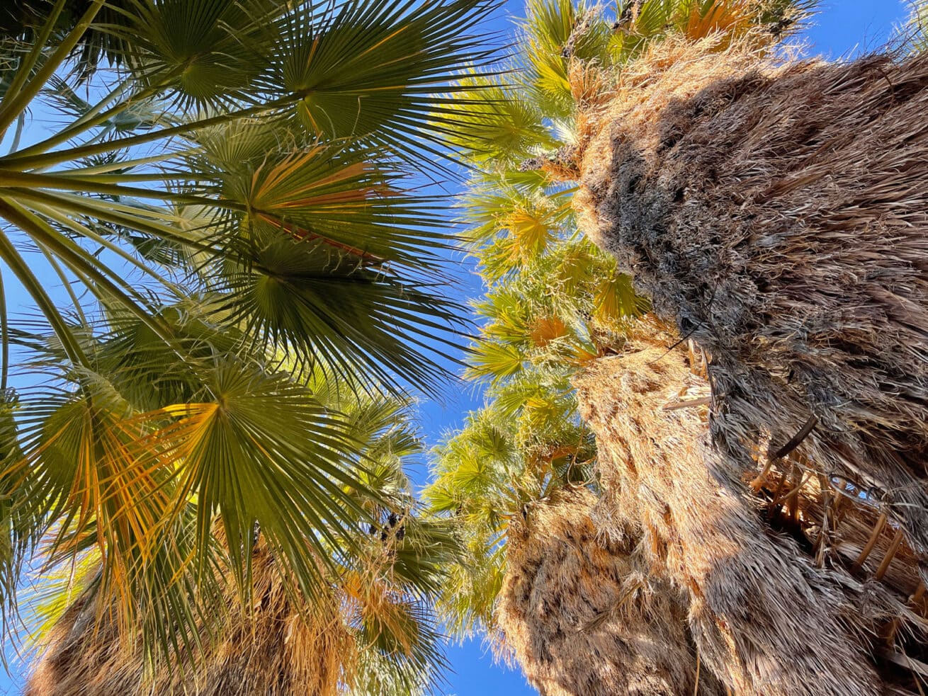 Palm-Springs-Oasis_Mr.-Location-Scout_7
