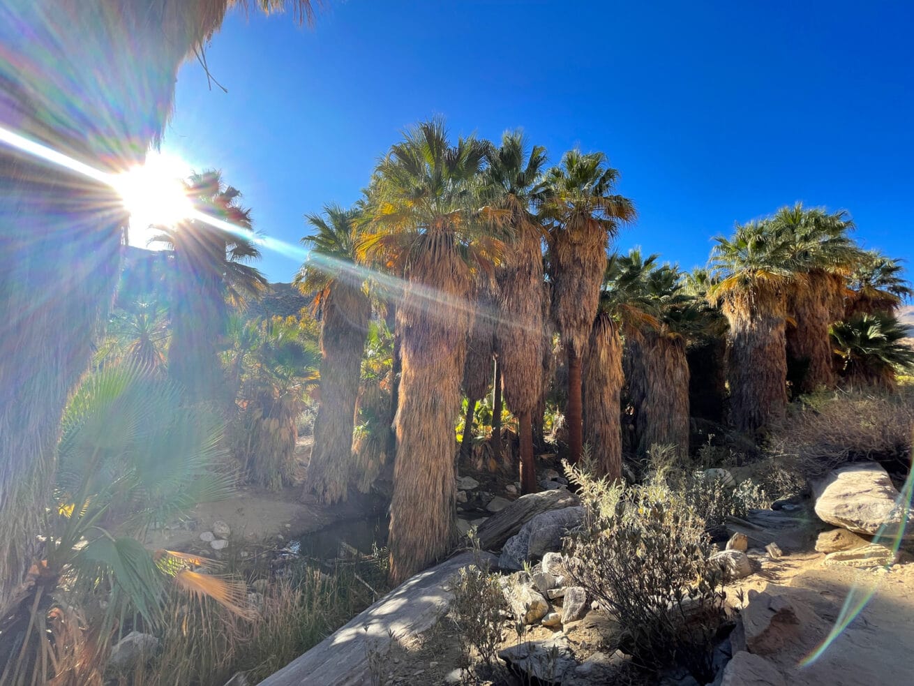 Palm-Springs-Oasis_Mr.-Location-Scout_8