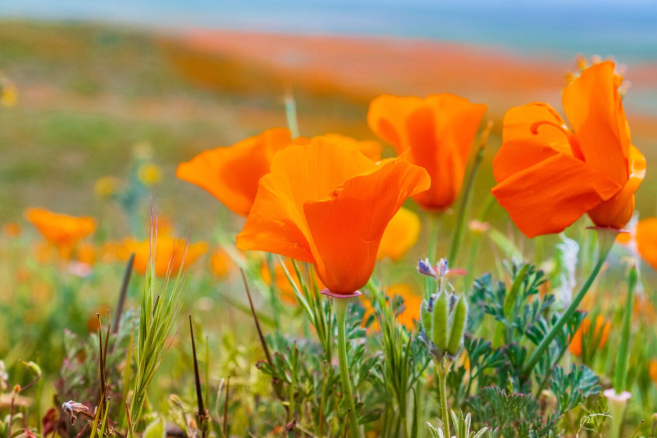 Poppy-Fields_Mr.-Location-Scout_1