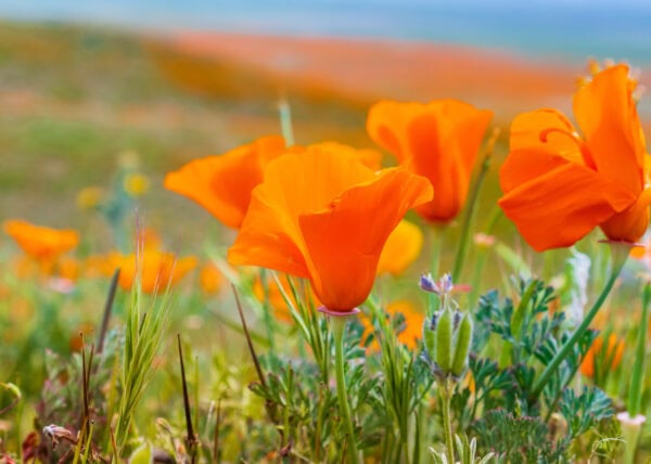 Poppy-Fields_Mr.-Location-Scout_1