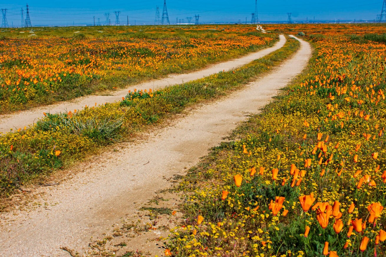 Poppy-Fields_Mr.-Location-Scout_10
