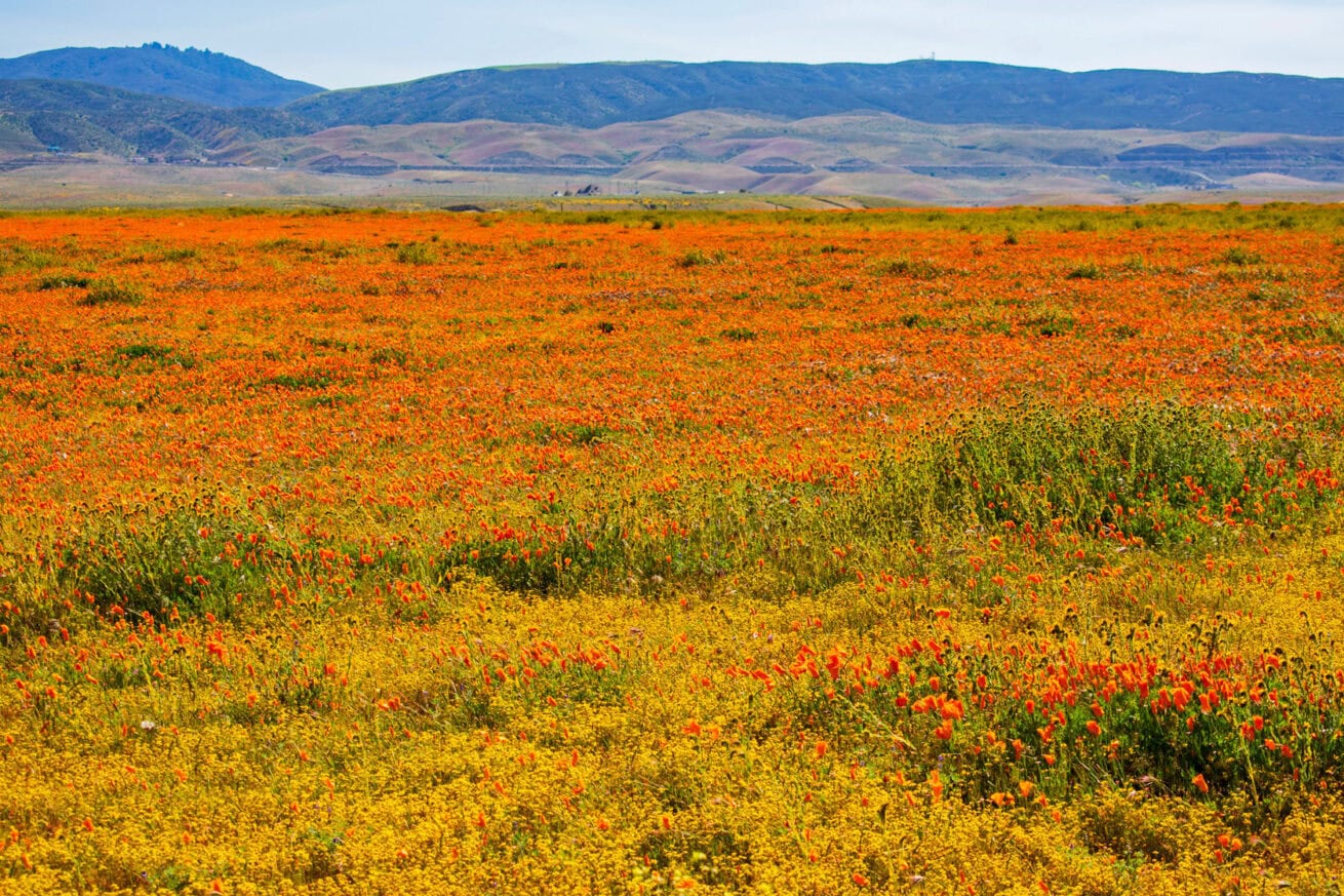 Poppy-Fields_Mr.-Location-Scout_11
