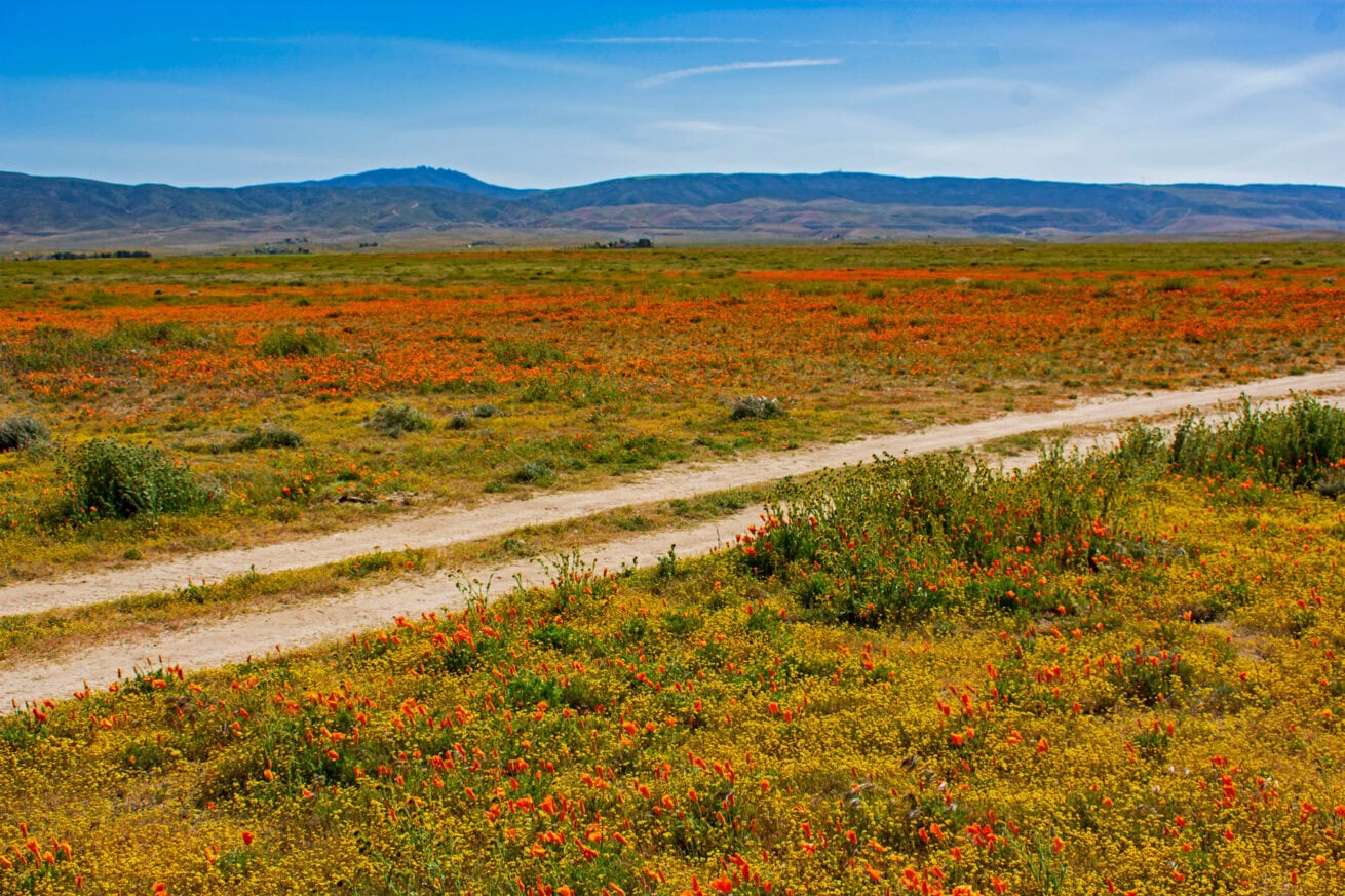 Poppy-Fields_Mr.-Location-Scout_12