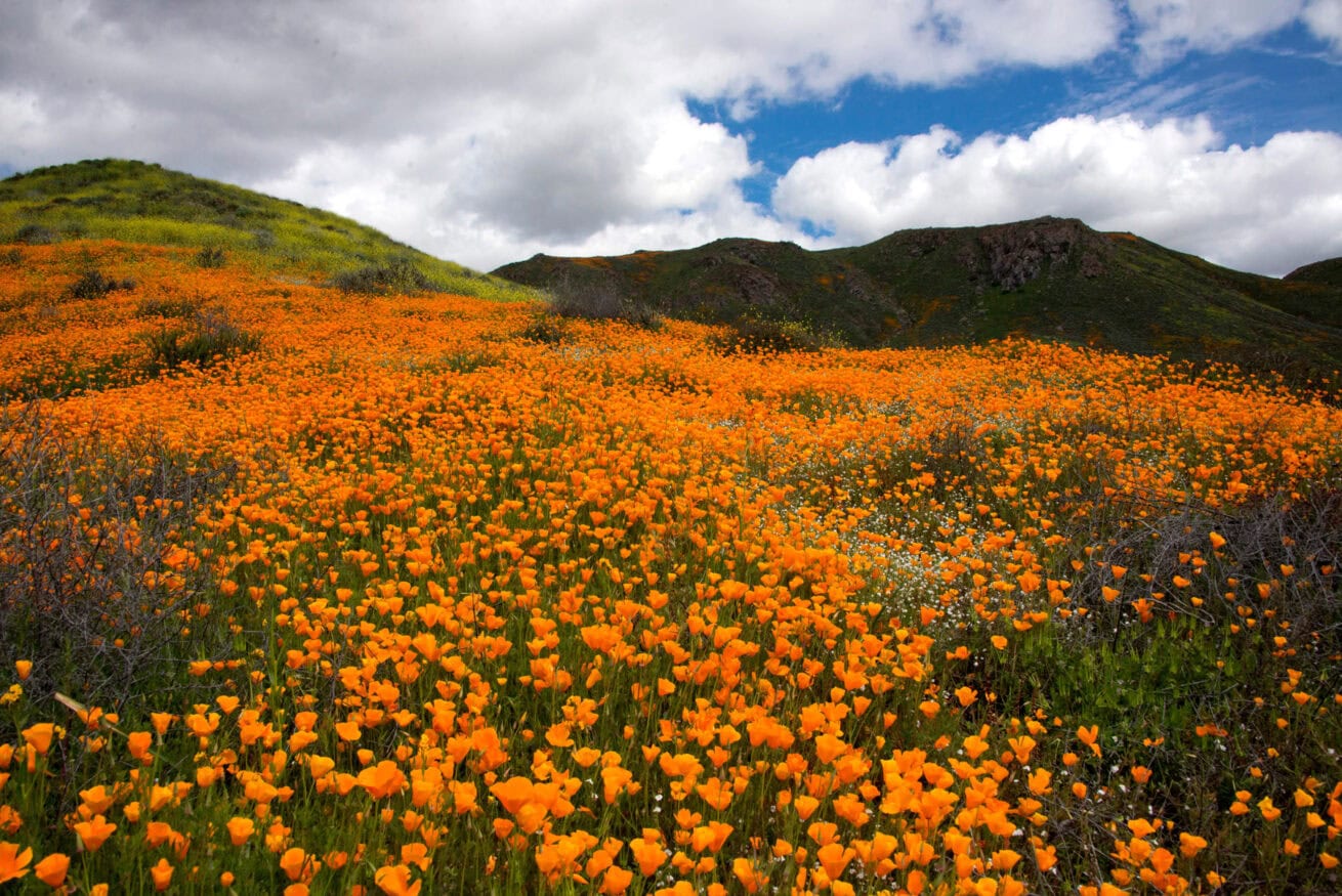 Poppy-Fields_Mr.-Location-Scout_2