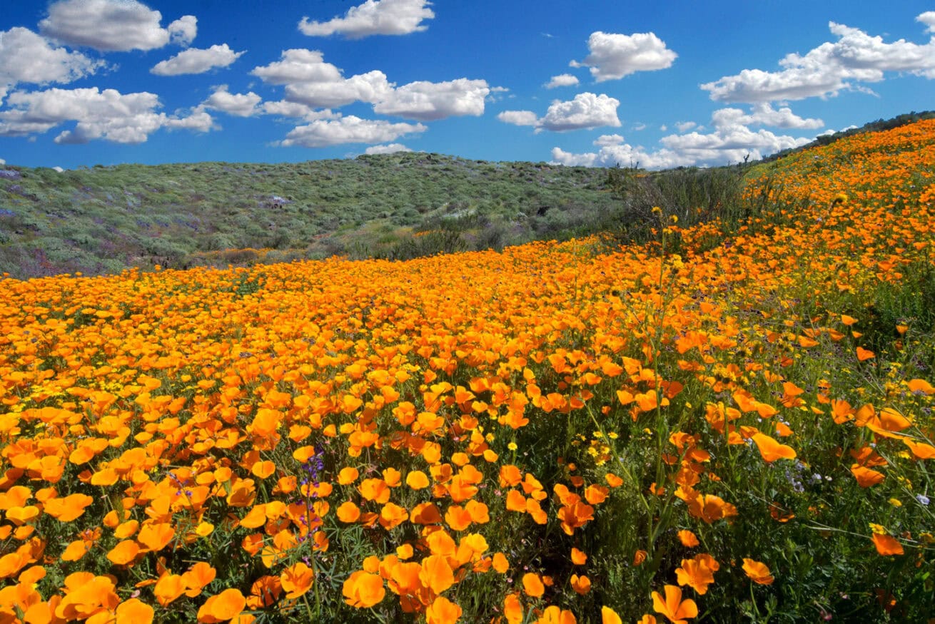 Poppy-Fields_Mr.-Location-Scout_3