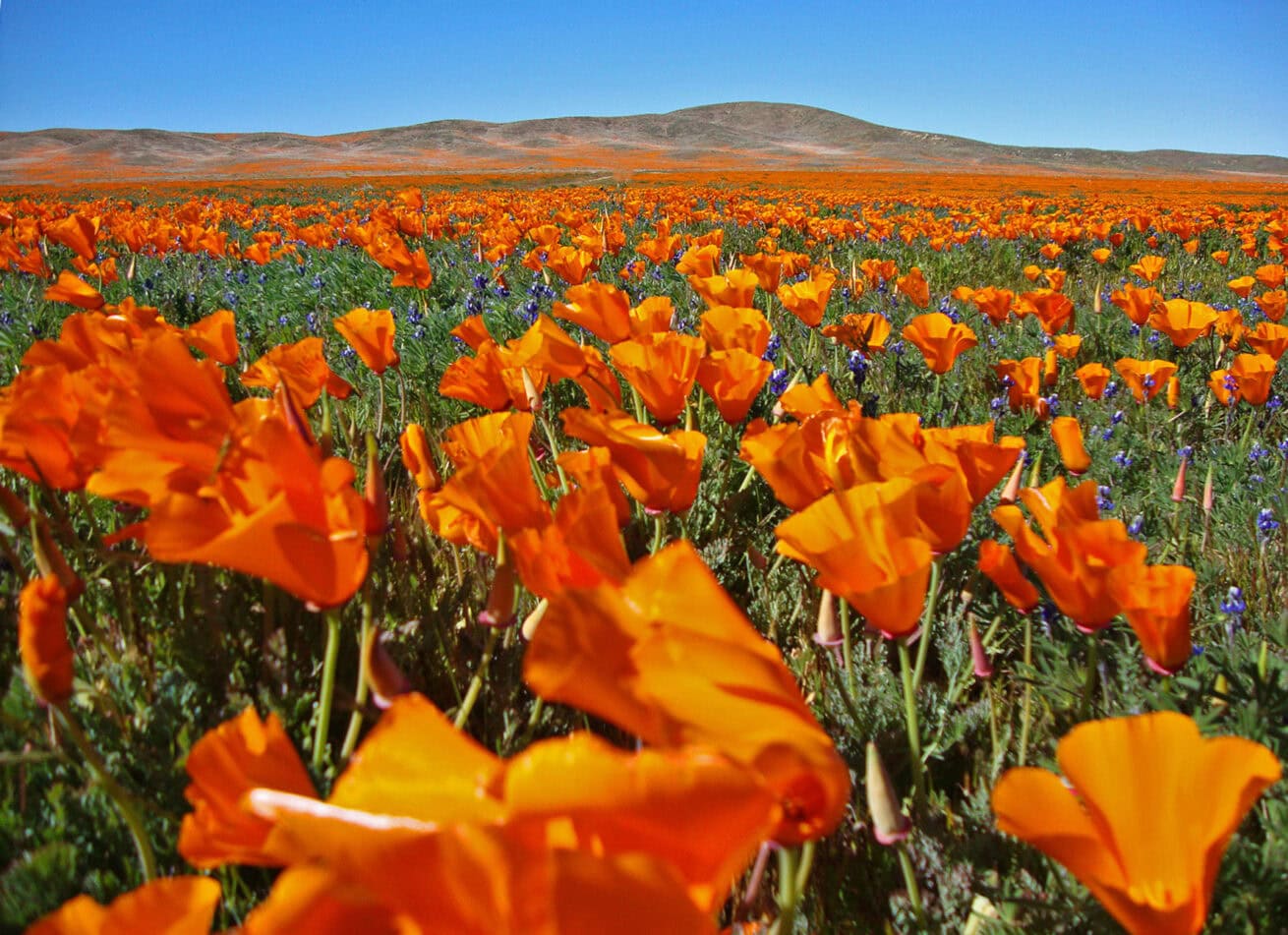 Poppy-Fields_Mr.-Location-Scout_4
