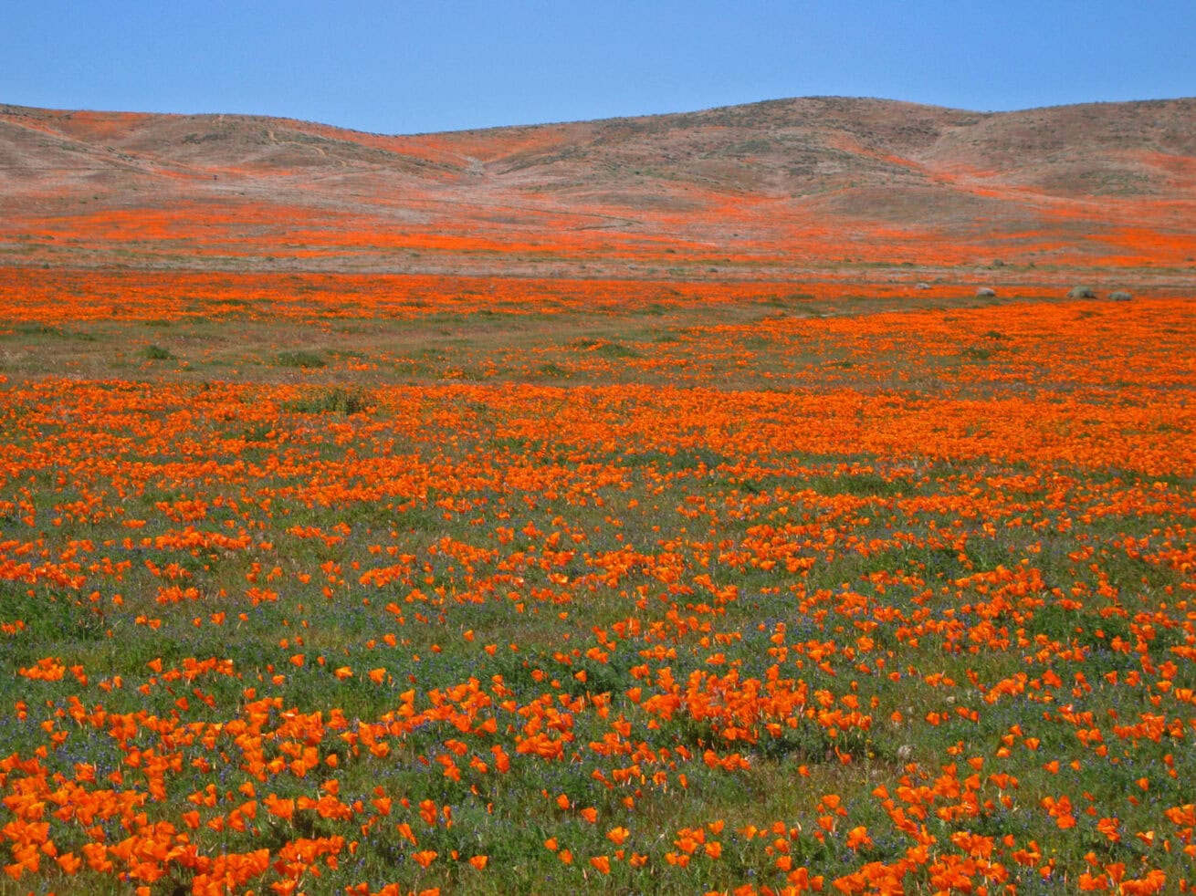 Poppy-Fields_Mr.-Location-Scout_5
