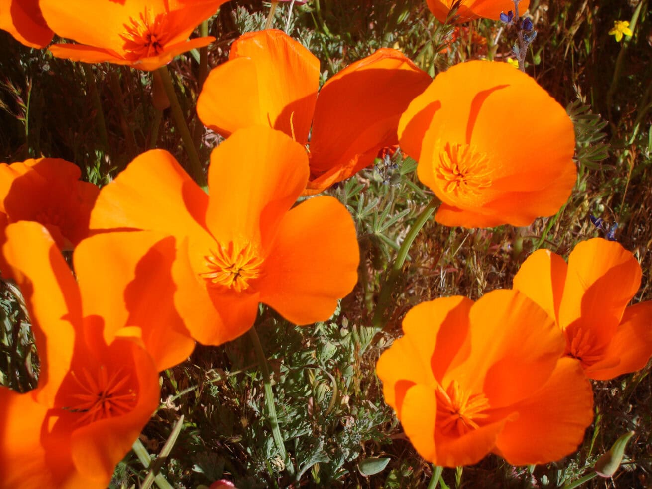 Poppy-Fields_Mr.-Location-Scout_6