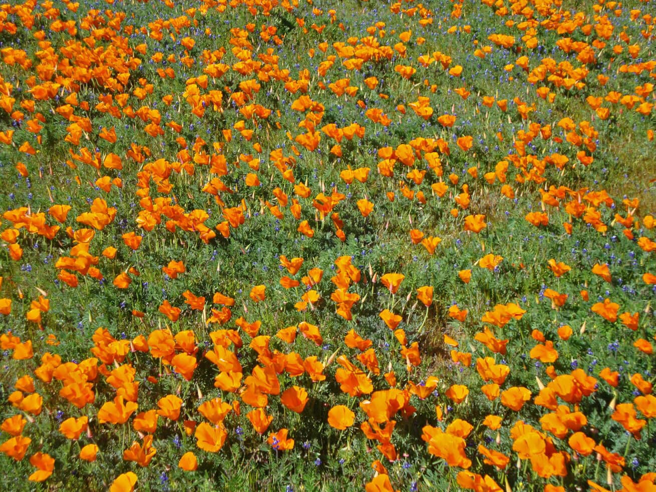Poppy-Fields_Mr.-Location-Scout_7