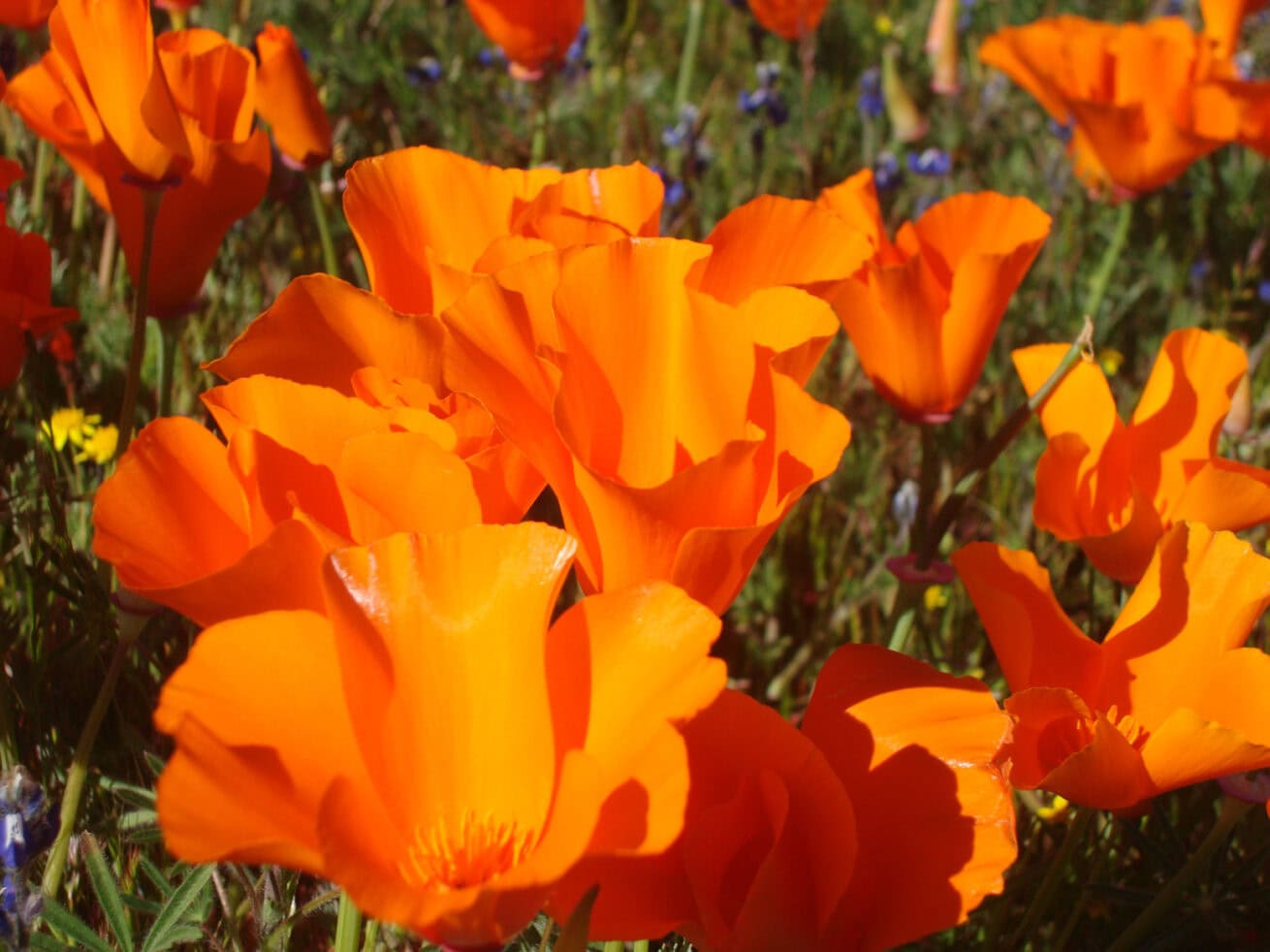 Poppy-Fields_Mr.-Location-Scout_8