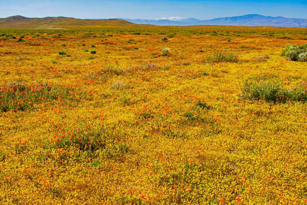 Poppy-Fields_Mr.-Location-Scout_8