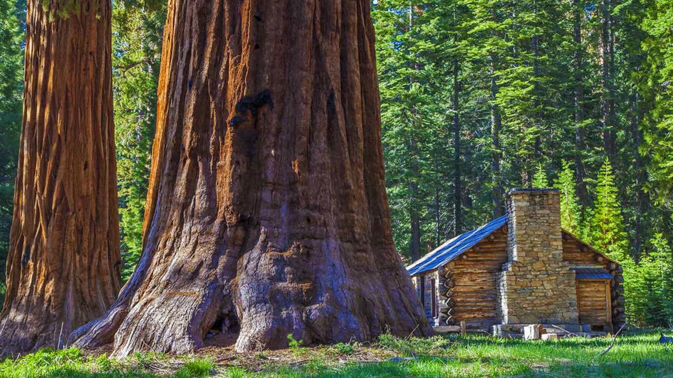 Sequoias_Mr.-Location-Scout_1