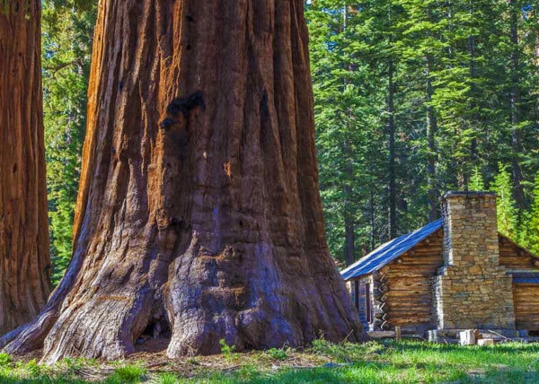 Sequoias_Mr.-Location-Scout_1