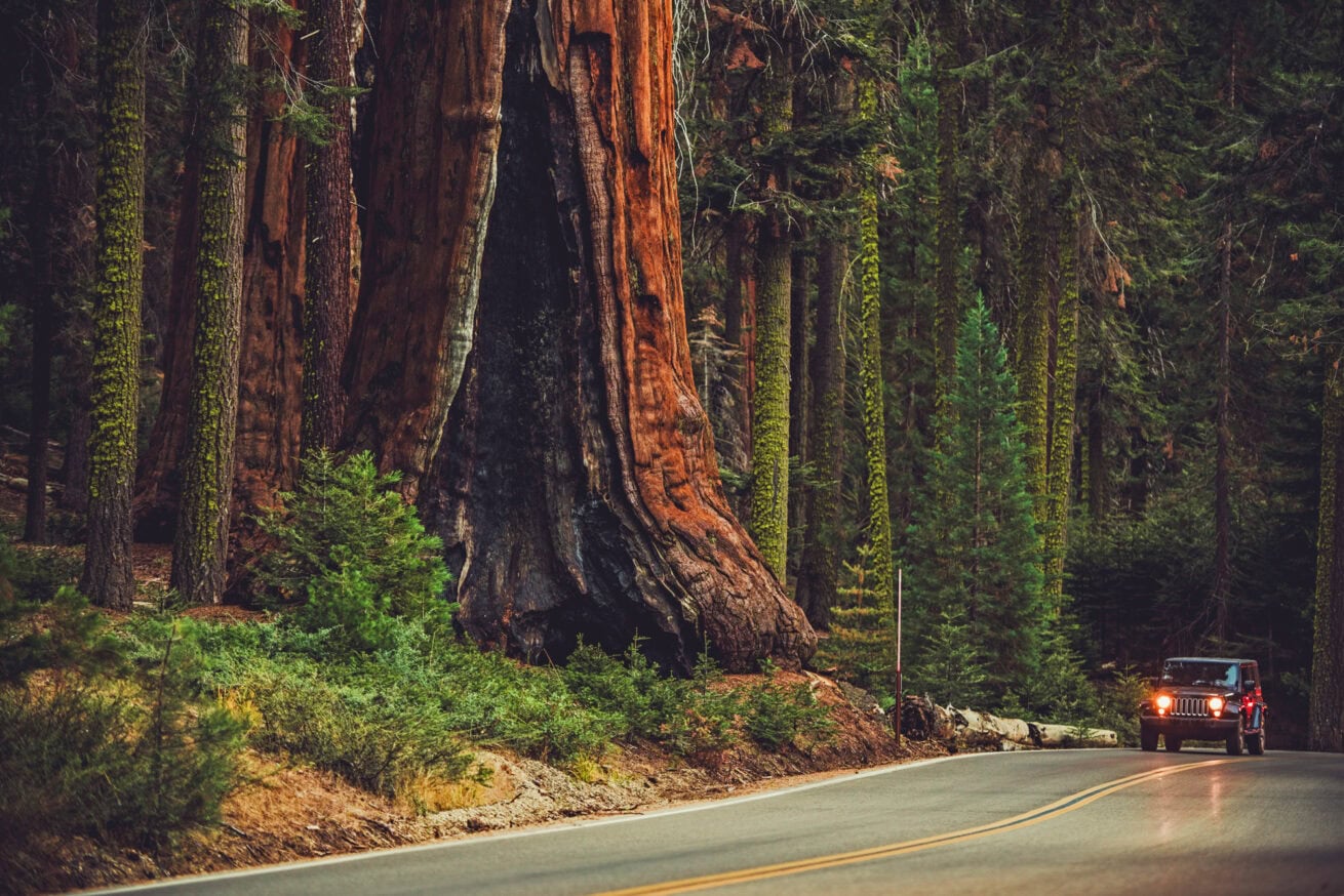 Sequoias_Mr.-Location-Scout_10