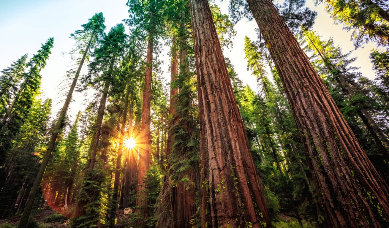 Sequoias_Mr.-Location-Scout_2
