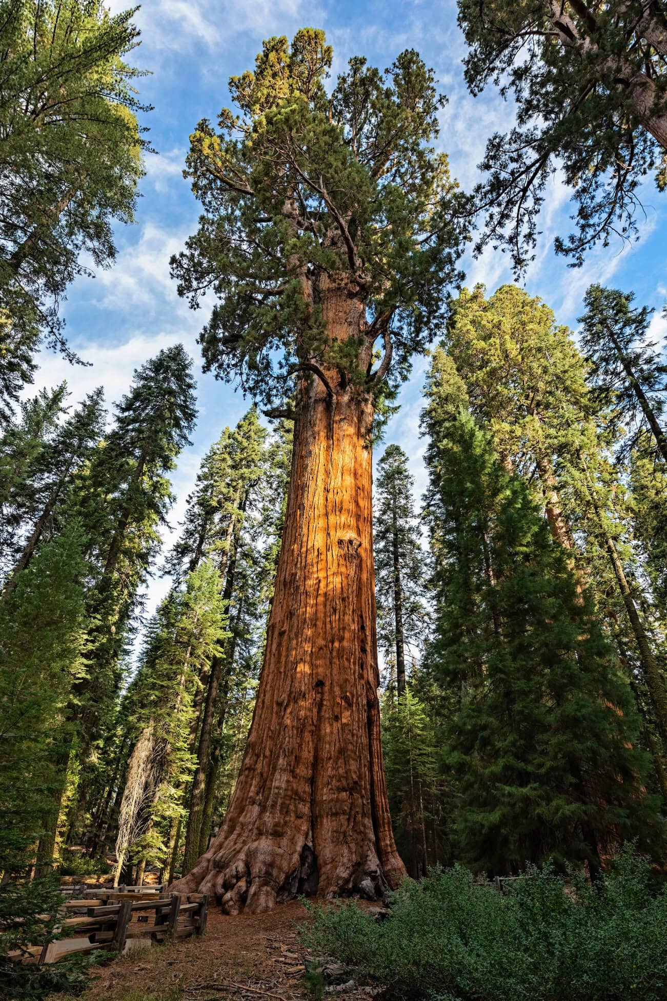 Sequoias_Mr.-Location-Scout_3