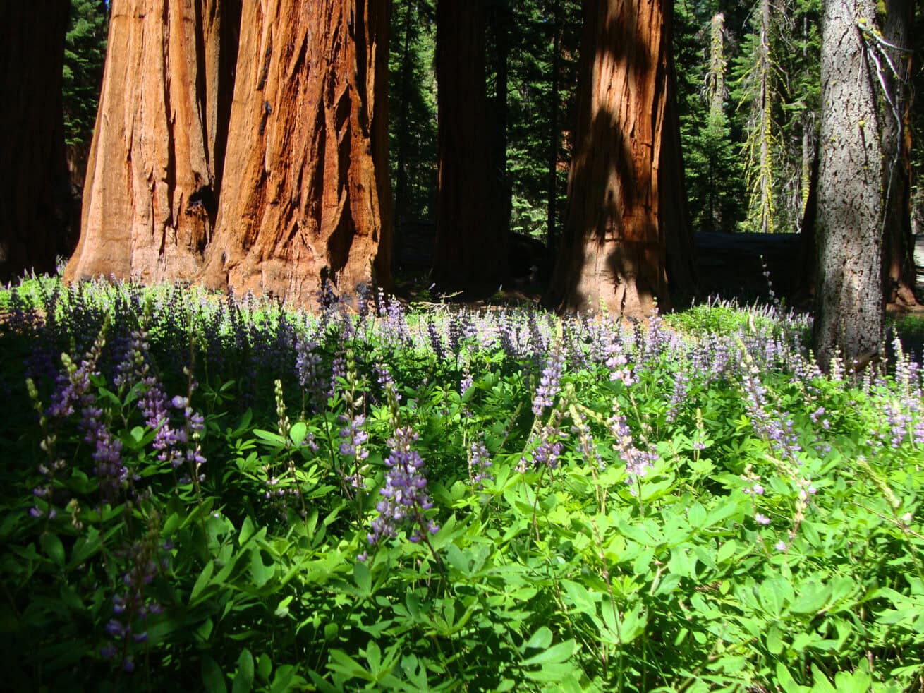 Sequoias_Mr.-Location-Scout_4