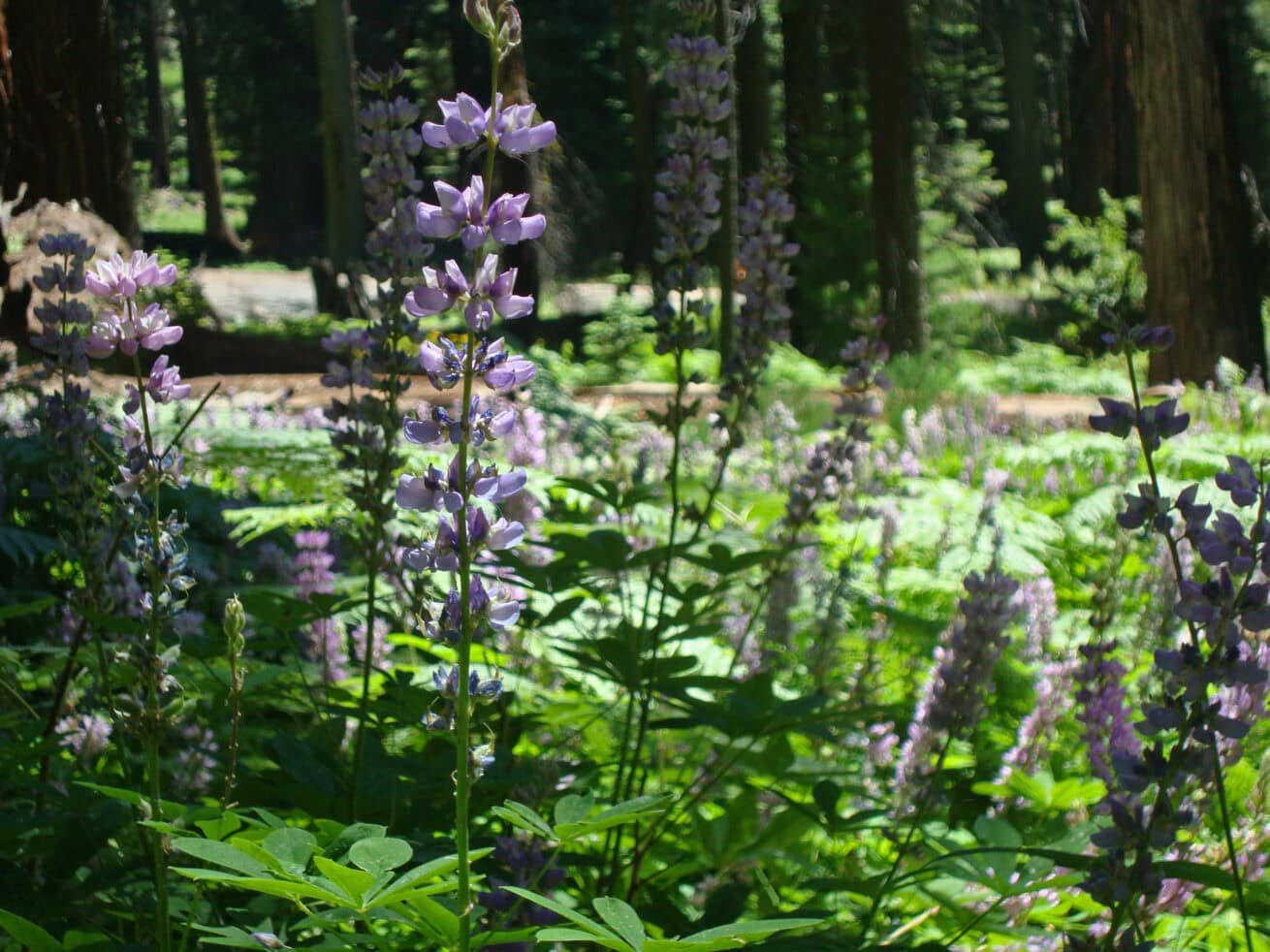 Sequoias_Mr.-Location-Scout_5