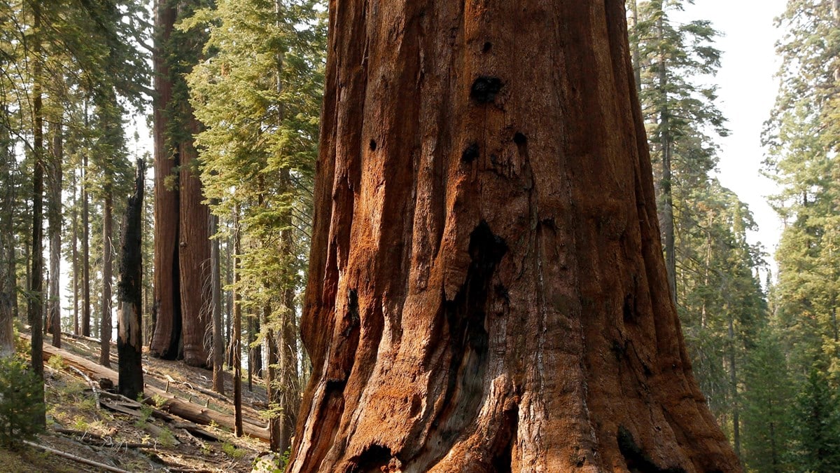 Sequoias_Mr.-Location-Scout_6