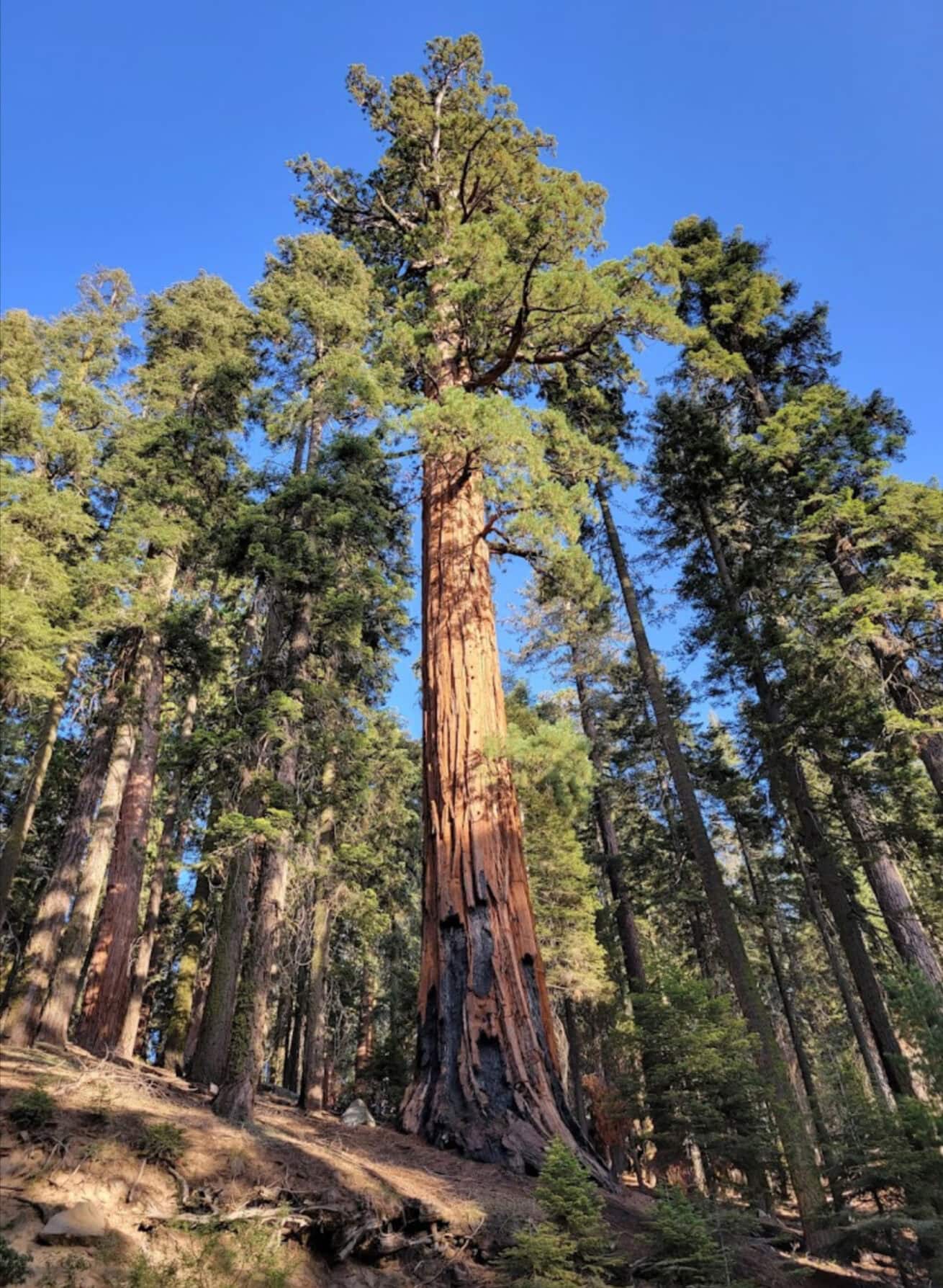 Sequoias_Mr.-Location-Scout_7
