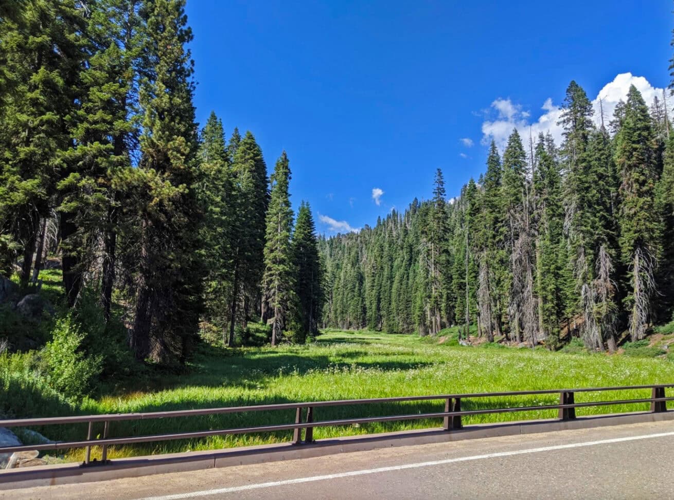 Sequoias_Mr.-Location-Scout_8