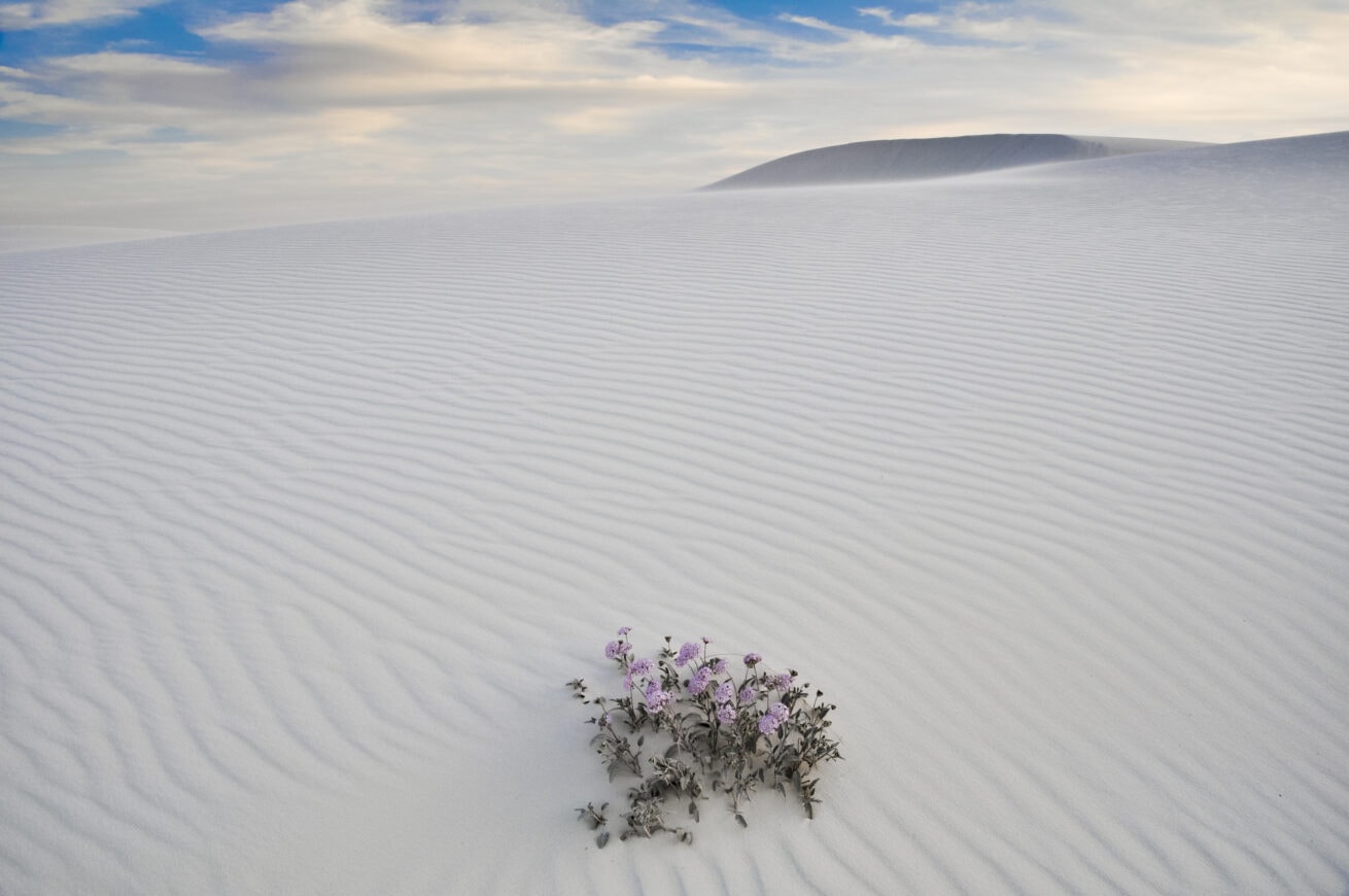 White Sands
